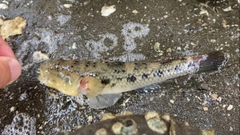 ウロハゼの釣果