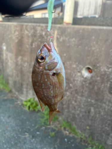 タイの釣果
