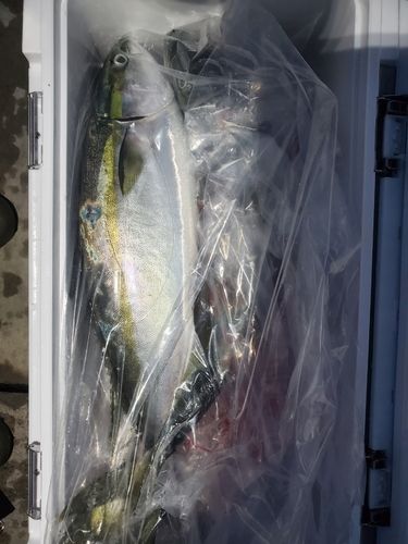 ワラサの釣果