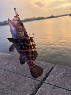 クエの釣果
