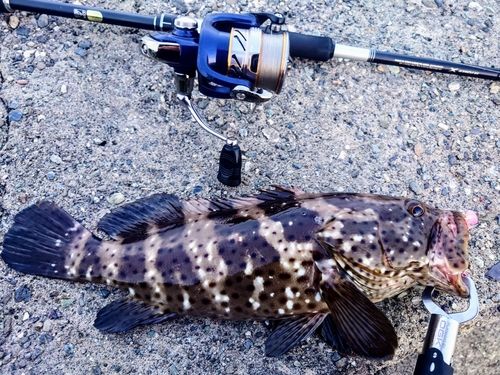 チャイロマルハタの釣果