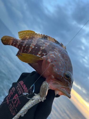 キジハタの釣果