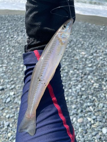 シロギスの釣果