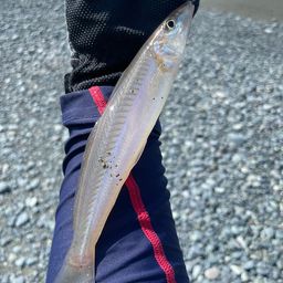 シロギス