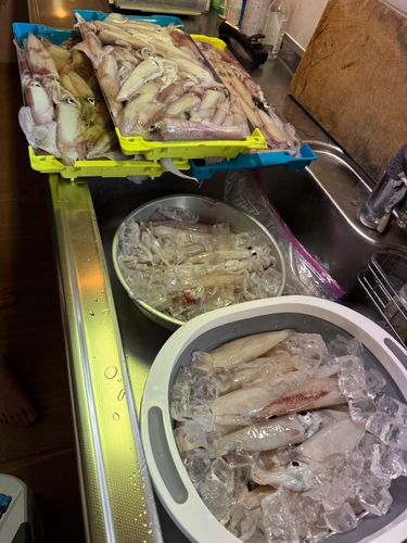 ケンサキイカの釣果