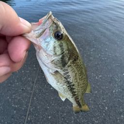 ラージマウスバス