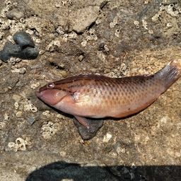 アカササノハベラ