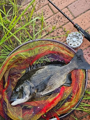 クロダイの釣果