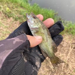 ラージマウスバス