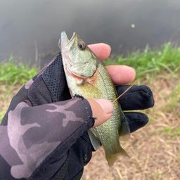 ラージマウスバス