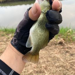 ラージマウスバス