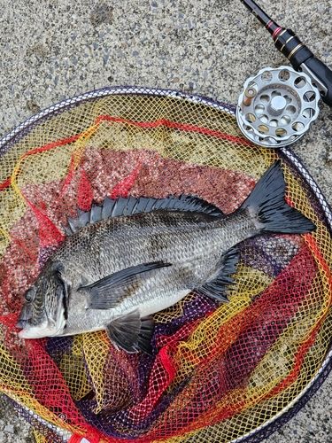 クロダイの釣果
