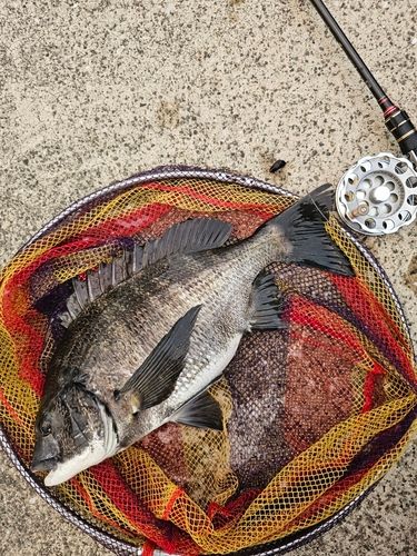 クロダイの釣果