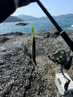 カマスの釣果
