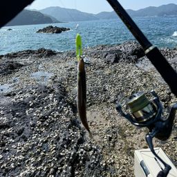 カマス