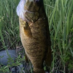 スモールマウスバス