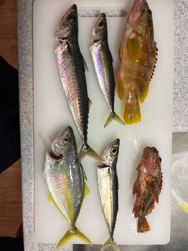 シマアジの釣果