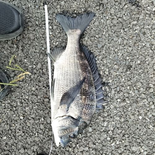 クロダイの釣果