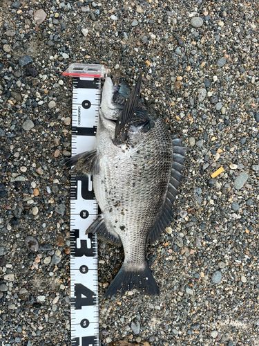 クロダイの釣果