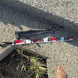 ハンマーヘッドシャーク