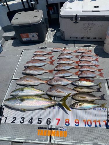 タイの釣果