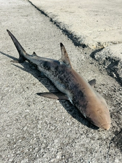 サメの釣果