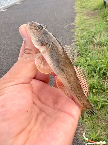 マハゼの釣果