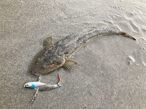 マゴチの釣果