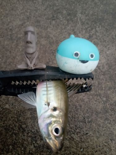 マアジの釣果
