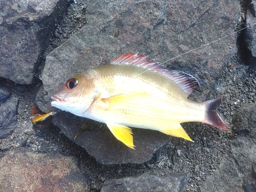 オキフエダイの釣果