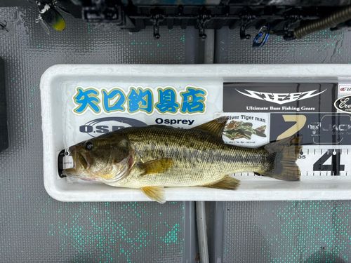 ブラックバスの釣果
