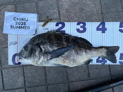 クロダイの釣果