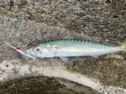 サバの釣果