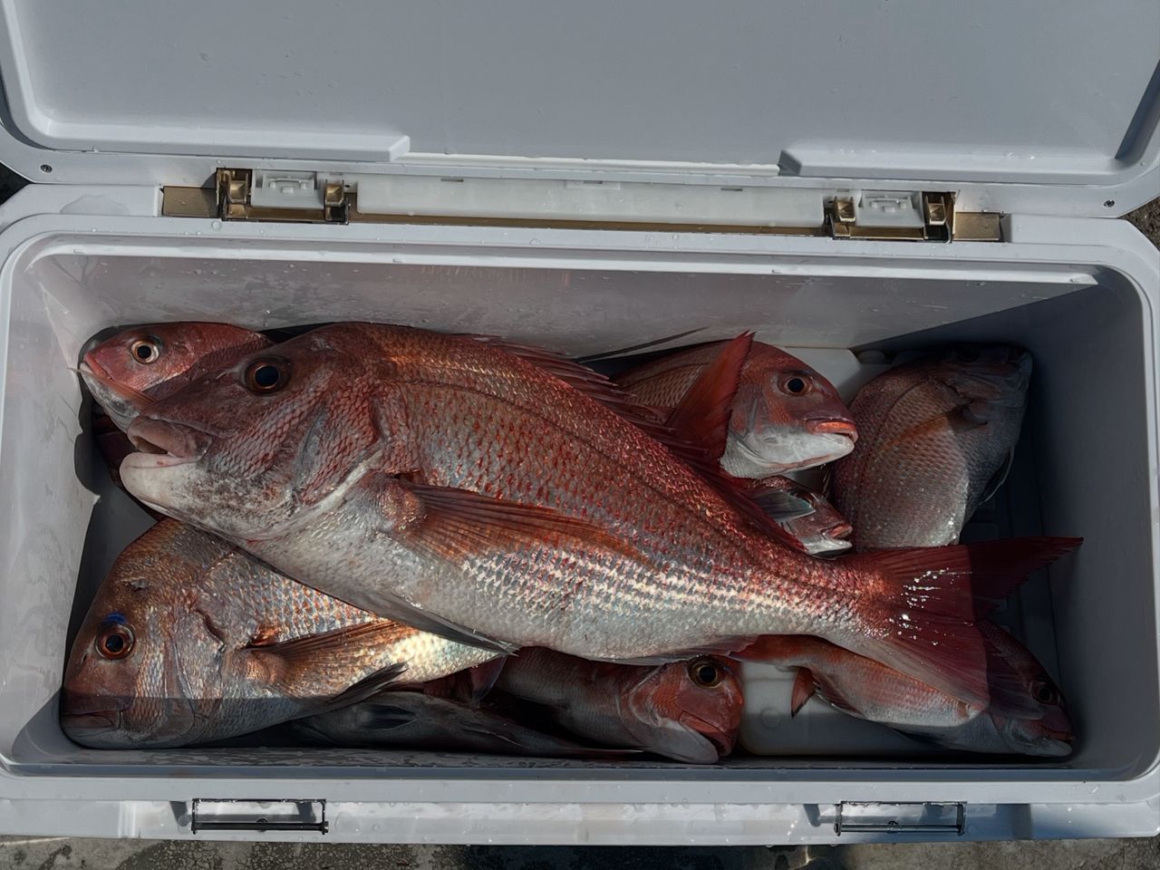 ういろーリーディング MG73 H 205 MT ダイワ リーディング MG73 H-205MT