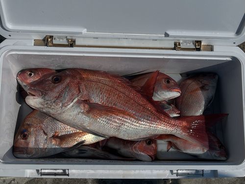 マダイの釣果