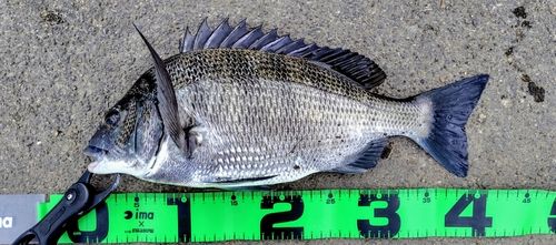 クロダイの釣果