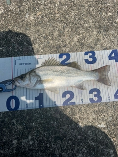 セイゴ（ヒラスズキ）の釣果