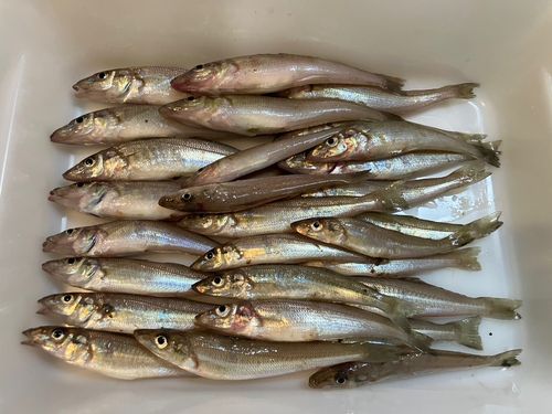 キスの釣果