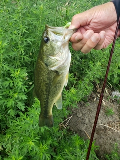 ラージマウスバスの釣果