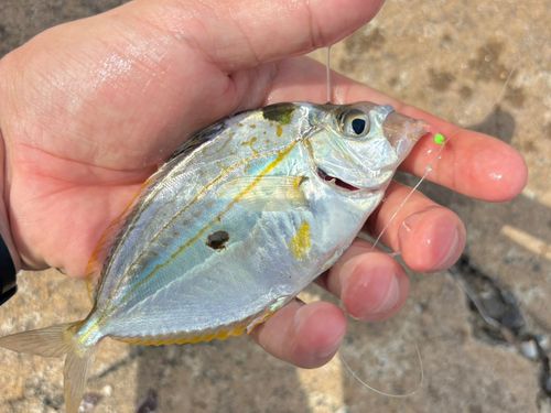 ヒイラギの釣果