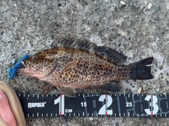 オオモンハタの釣果