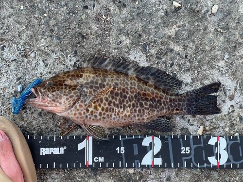 オオモンハタの釣果