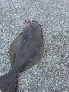 ヒラメの釣果