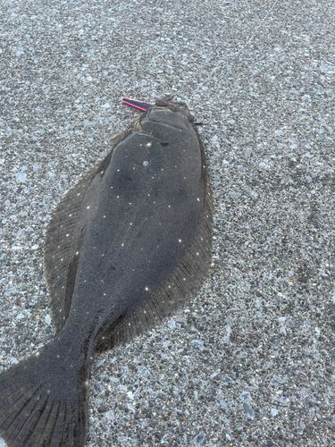 ヒラメの釣果