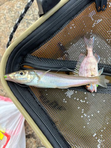 シロギスの釣果