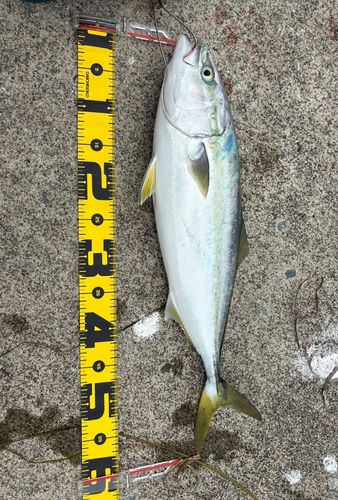 ワラサの釣果