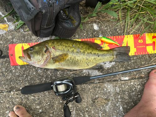 ブラックバスの釣果