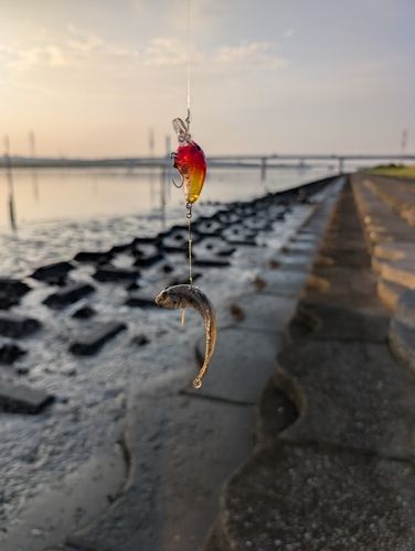 マハゼの釣果