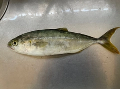 ヤズの釣果