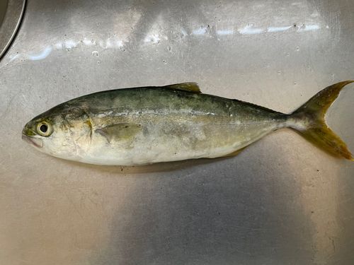 ヤズの釣果